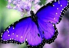 Purple Butterfly Purple Butterfly